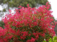 Ceratopetalum gummiferum Shiraz