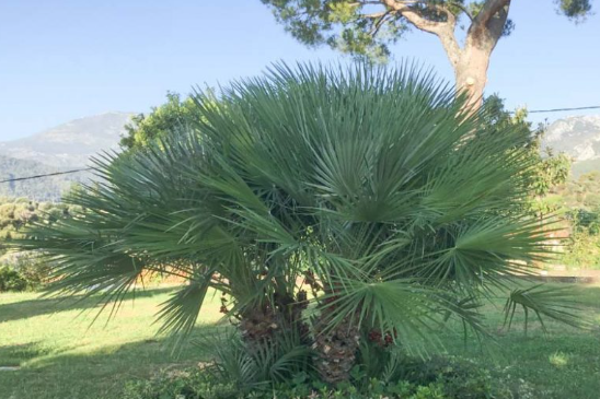 Chamaerops humilis European Fan Palm