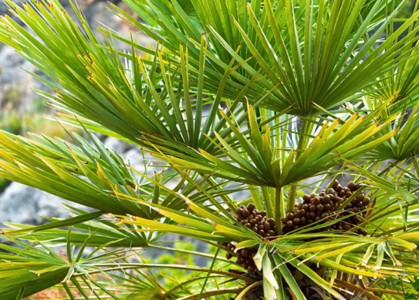 Chamaerops humilis European Fan Palm