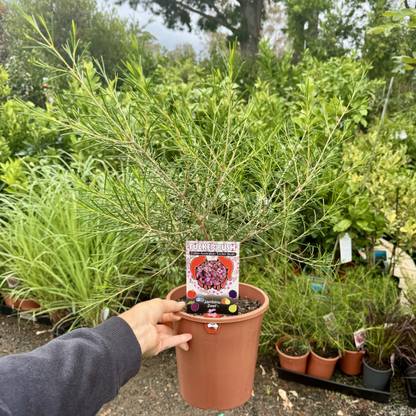 Chamelaucium Jambinu Zest