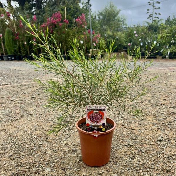 Chamelaucium Jambinu Zest