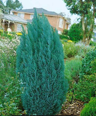 Chamaecyparis lawsoniana Blue Gem