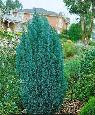 Lawson's Cypress (Chamaecyparis lawsoniana) 9 Chamaecyparis lawsoniana Blue Gem