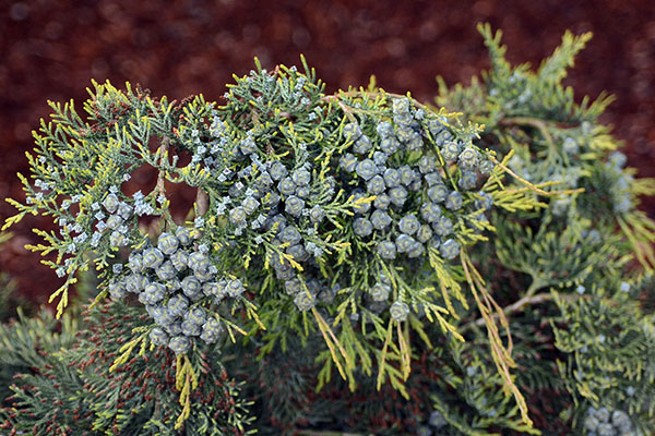 Chamaecyparis lawsoniana cv.Snow Queen