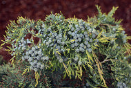 Chamaecyparis lawsoniana cv.Snow Queen