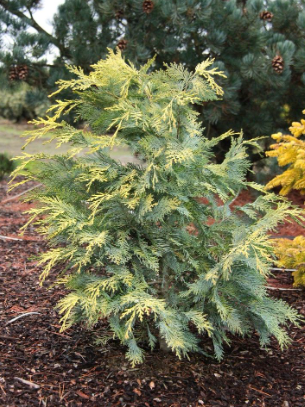 Chamaecyparis lawsoniana cv.Snow Queen