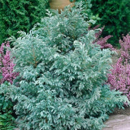 Chamaecyparis pisifera Baby Blue
