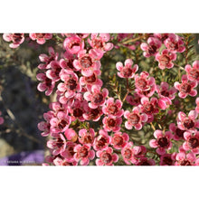 Load image into Gallery viewer, Chamelaucium Sarahs Delight
