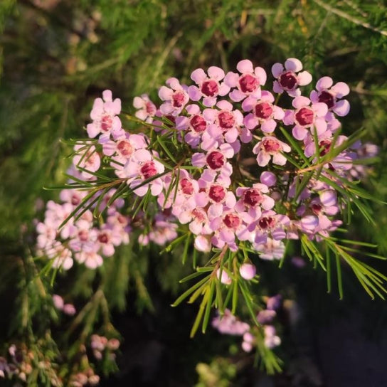 Chamelaucium uncinatum Sarah's Delight™