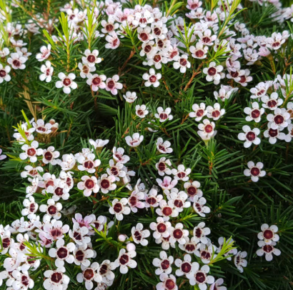 Chamelaucium uncinatum Geraldton Wax