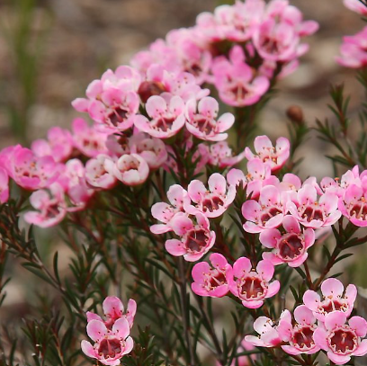 Chamelaucium uncinatum Geraldton Wax