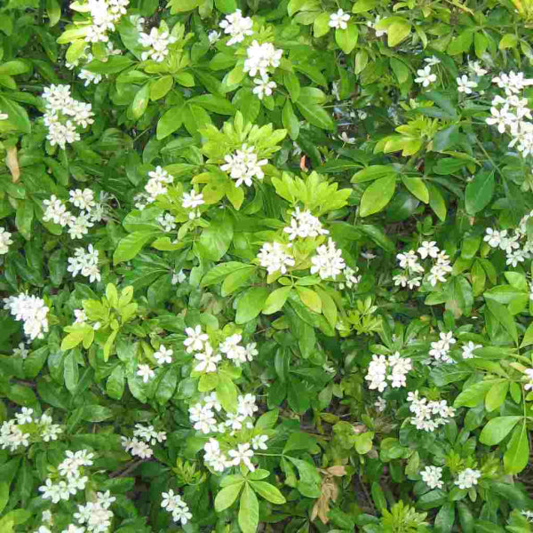 Choisya ternata Mexican Orange Blossom