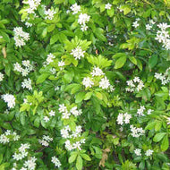 Choisya ternata - Mexican Orange Blossom