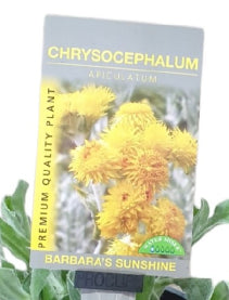 Chrysocephalum apiculatum Barbara's Sunshine