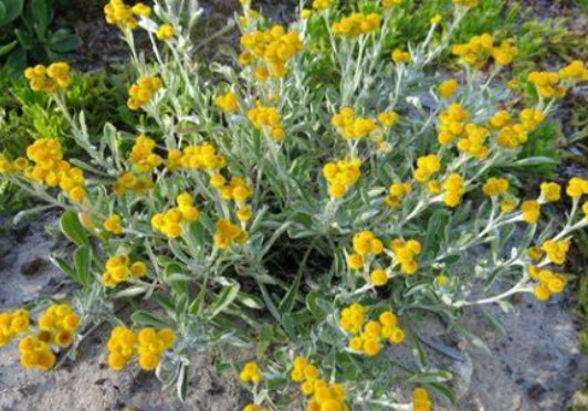 Chrysocephalum apiculatum Bridgewater Bay