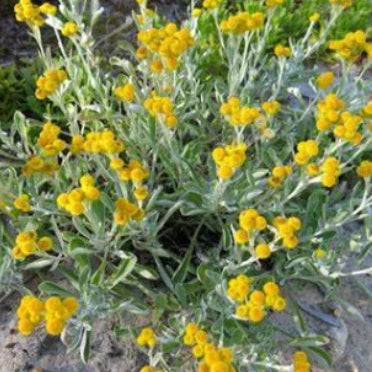 Chrysocephalum apiculatum Bridgewater Bay