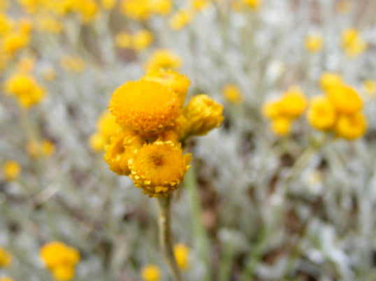 Chrysocephalum apiculatum Cates Orange