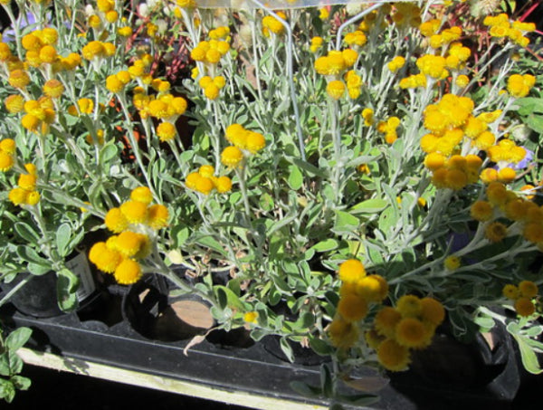 Chrysocephalum apiculatum Desert Flame