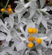 Chrysocephalum apiculatum Mallee Buttons (syn. Helichrysum)