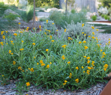 Load image into Gallery viewer, Chrysocephalum apiculatum Mallee Buttons (syn. Helichrysum)
