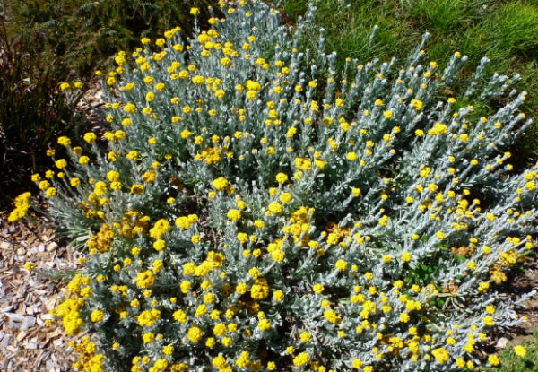 Chrysacephalum apiculatum  Silver & Gold
