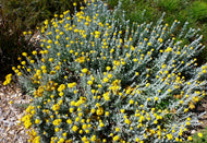 Chrysacephalum apiculatum  Silver & Gold