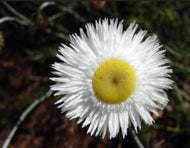 Chrysocephalum baxteri