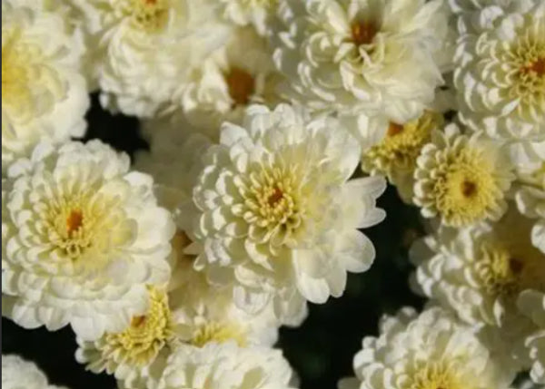 Chrysanthemum Gigi™ Snow