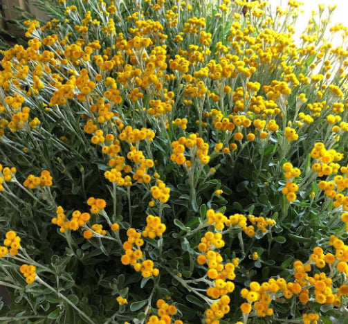 Chrysocephalum Highland Gold