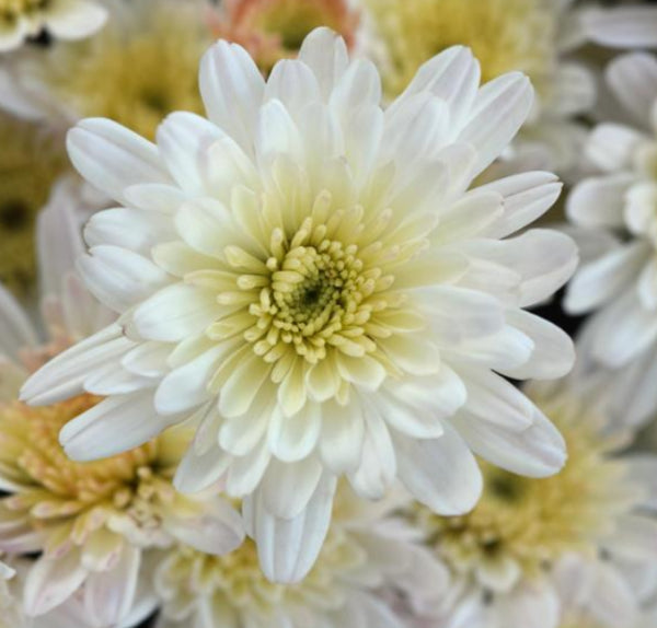 Chrysanthemum Milkshake Coconut