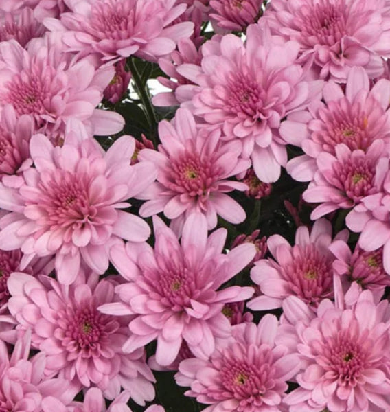 Chrysanthemum Milkshake Raspberry