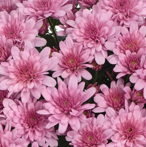 Chrysanthemum Milkshake Raspberry