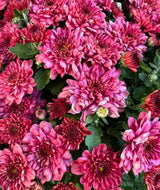 Chrysanthemum Milkshake Strawberry