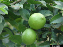 Load image into Gallery viewer, Citrus x aurantifolia  {Citrus - Key Lime}
