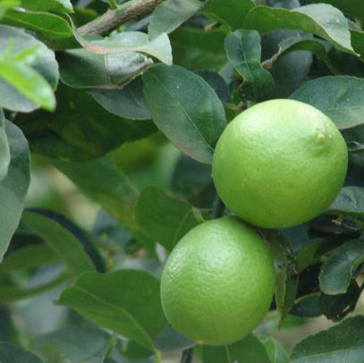 Citrus x aurantifolia Key Lime