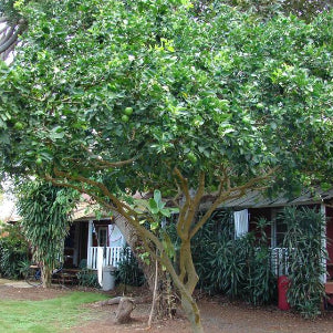 Citrus x aurantifolia Key Lime