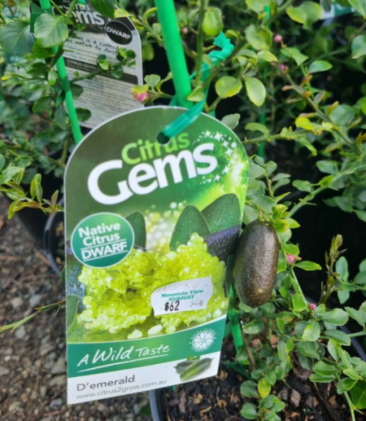 Citrus - Finger lime D'Emerald