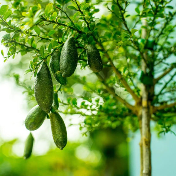 Citrus australasica Green (finger lime)