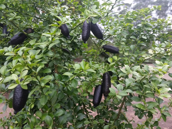 Judy's Everbearing PBR Grafted Finger Lime