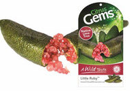Citrus australasica Citrus Little Ruby Finger Lime