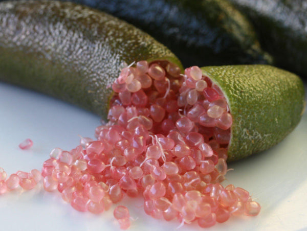 Citrus australasica Pink  (finger lime)