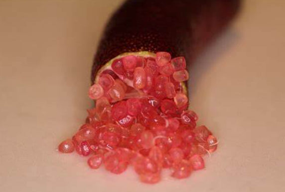 Citrus australasica  {Citrus - Finger lime Rainforest Pearl PBR Dwarf}