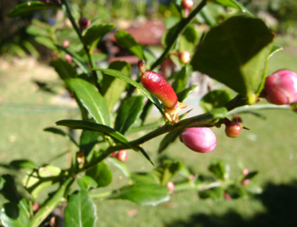 Citrus australasica  {Citrus - Finger lime Rainforest Pearl PBR Dwarf}