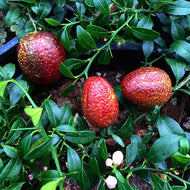 Citrus australasica Red Centre Finger Lime PBR Grafted