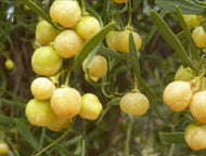 Citrus glauca Desert Lime Bush Tucker