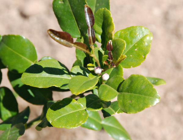 Citrus hystrix (Kaffir Lime)