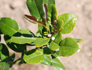 Citrus hystrix (Kaffir Lime)