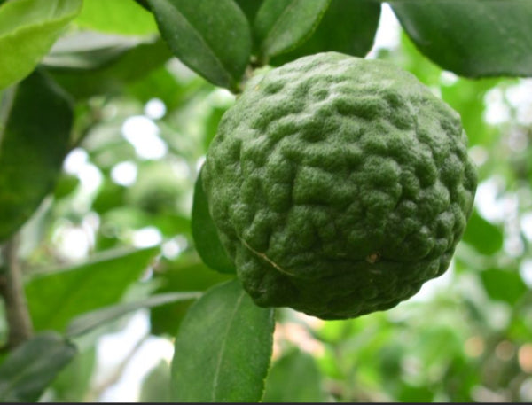 Citrus hystrix (Kaffir Lime)