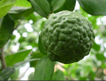 Load image into Gallery viewer, Citrus hystrix (Kaffir Lime)
