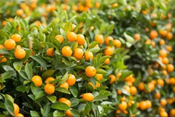 Citrus japonica syn. Fortunella Kumquat